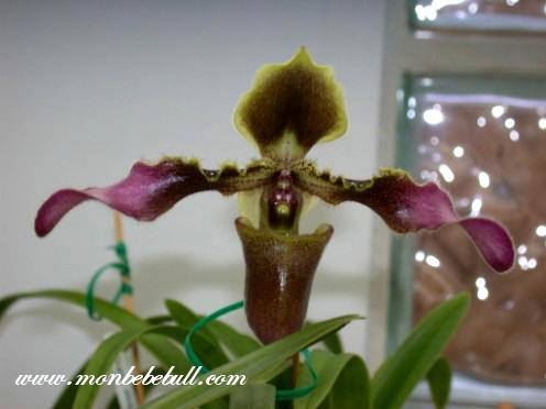 Paph esquirolei.jpg